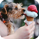 dog eating ice cream